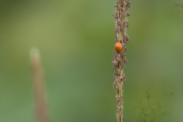 ladybug on a green leaf