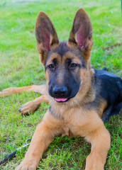 german shepherd puppy