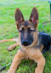 german shepherd puppy