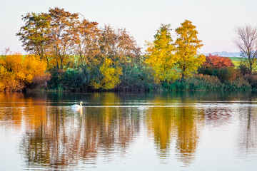 Multicolored trees are displayed in the transparent water of the river in the autumn_