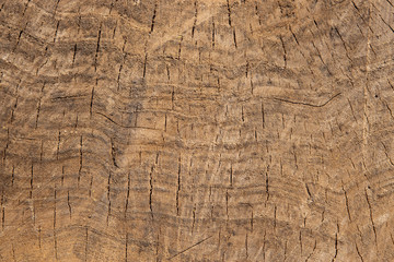 Cracks in the section of the tree trunk with small details close-up