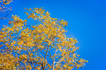 Golden birch leaves under the gust of wind on the background of a blue sky_