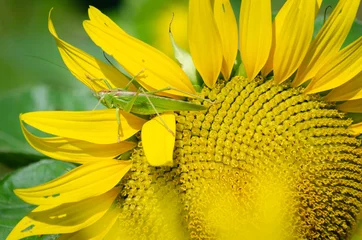 Fototapeten  grasshopper on sunflower © Patrick