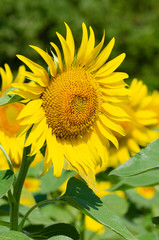 Sunflower in france