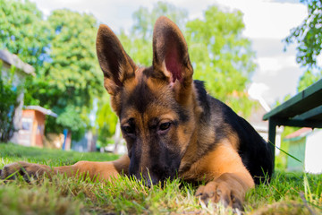 german shepherd puppy