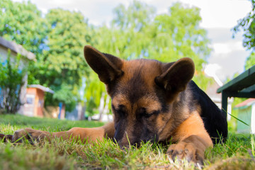german shepherd puppy
