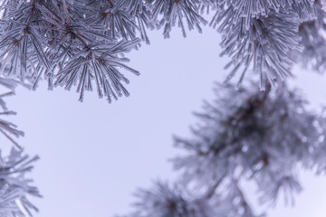  Spruce needles in hoarfrost