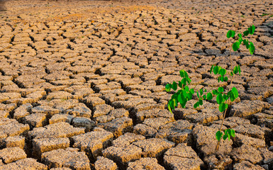 Tree growing racked and dry soil in arid areas landscape