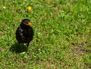 Blackbird on ground looking for food