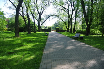 park, tree, trees, road, nature, green, path, grass, spring, landscape, walk, forest, way, summer, outdoor, alley, street, sunlight, footpath, country, sidewalk, leaf, travel, nobody, pathway