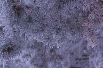 Pine needles frosty morning
