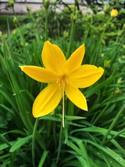 Fototapeta na wymiar Beautiful yellow flowers in the summer garden 