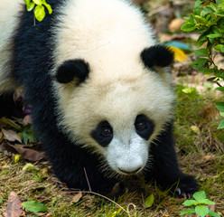 Fototapeta premium A cute little panda plays on the ground