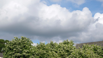 Fototapeta premium au dessus des arbres
