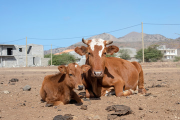 Mother cow and calf lie on the street, on the island of Santiago, outside capital Praia, Cape Verde, Cabo Verde.