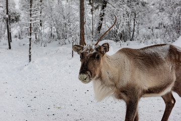 Reindeer out walking in the Lapland forests in