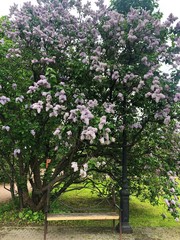 Beautiful lilac and a bench in the Park 