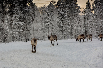 Herd of Reindeer out in the wild Forrest