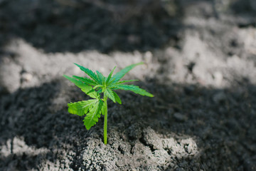 Young cannabis seedling growing from the ground. Green hemp on the background of black soil. Growing marijuana on a farm