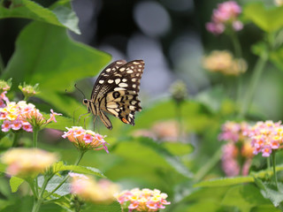 butterfly on weeping lantana flower.