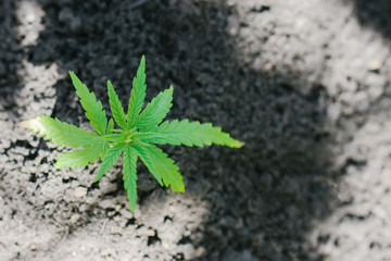 Young cannabis seedling growing from the ground. Green hemp on the background of black soil. Growing marijuana on a farm
