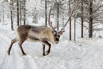 Reindeer out walking in the Lapland forests in