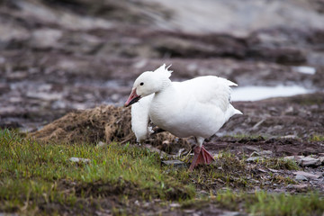 White-morph snow goose walking with broken wing and muddy beak on the north shore of the St. Lawrence River during the spring migration, Quebec City, Quebec, Canada