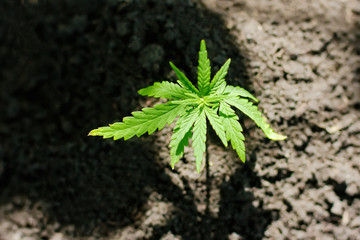 Sprout of medical marijuana plant growing indoor. Cannabis plant. Healthcare with medical marijuana. Hemp plant seedling growing from seed