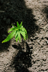 Sprout of medical marijuana plant growing indoor. Cannabis plant. Healthcare with medical marijuana. Hemp plant seedling growing from seed
