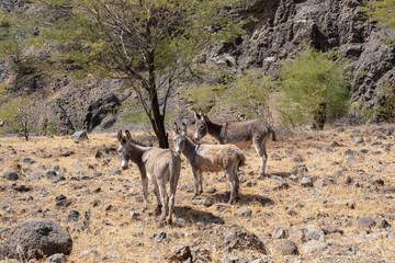Three gray wild donkeys on the island of São Vicente, Cape Verde, Cabo Verde.