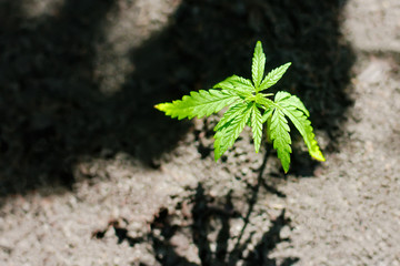 Sprout of medical marijuana plant growing indoor. Cannabis plant. Healthcare with medical marijuana. Hemp plant seedling growing from seed