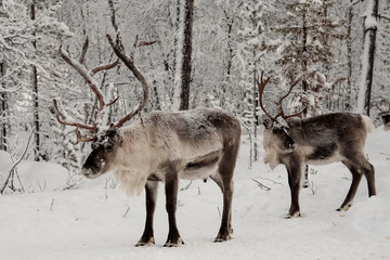 Herd of Reindeer out in the wild Forrest