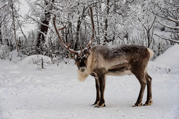 Reindeer out walking in the Lapland forests in