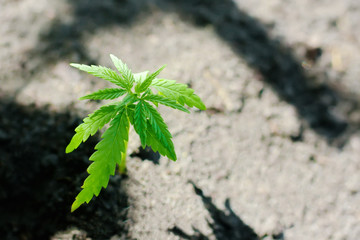 Sprout of medical marijuana plant growing indoor. Cannabis plant. Healthcare with medical marijuana. Hemp plant seedling growing from seed