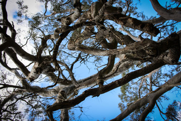 Looking up at an eucalyptus tree and blue sky near Adelaide, South Australia