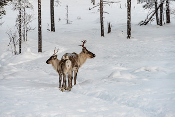 Reindeer mother and calf  walking in the snow with the herd in the wild Finnish forests