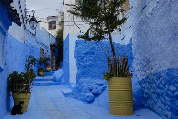 Traditional moroccan architectural details including a cat and typical colorful flowerpots in the Blue City, Chefchaouen, Morocco