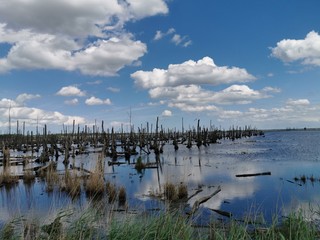 dead Forest in the sea with blue sky and sunshine