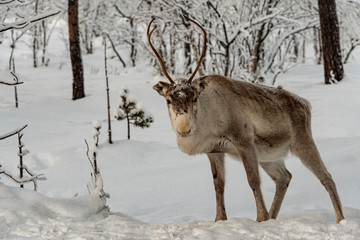Reindeer out walking in the Lapland forests in winter