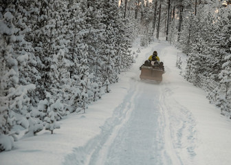 Snowmobile dragging a trailer full of holiday makers on a tour of the arctic forests under