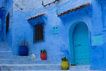 Traditional moroccan architectural details including a cat and typical colorful flowerpots in the Blue City, Chefchaouen, Morocco