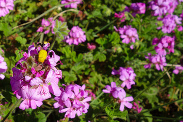 Yellow bug, Hoplia africana, sitting on violet flowers in a garden in Rabat, Morocco