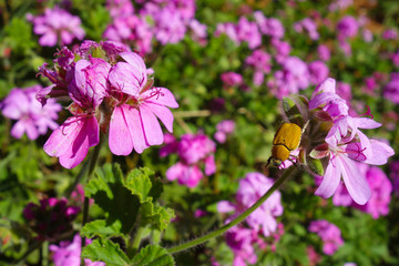 Yellow bug, Hoplia africana, sitting on violet flowers in a garden in Rabat, Morocco