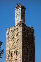 View on the storks in the ruins of the Chellah or Shalla, a medieval fortified Muslim necropolis located in the metro area of Rabat, Morocco
