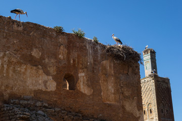 View on the storks in the ruins of the Chellah or Shalla, a medieval fortified Muslim necropolis located in the metro area of Rabat, Morocco