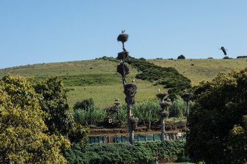 View on the storks sitting in their nests outside the Chellah or Shalla, a medieval fortified Muslim necropolis located in the metro area of Rabat, Morocco