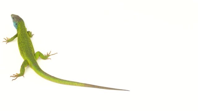 Green lizard on white screen background