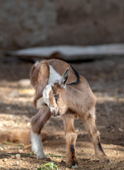 Baby kid goat with itch, in the center of Mindelo, the island of São Vicente, Cape Verde, Cabo...