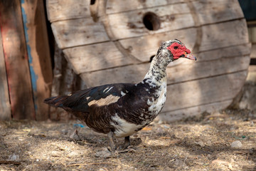 Muscovy duck, in Mindelo, on the island of São Vicente, Cape Verde, Cabo Verde.