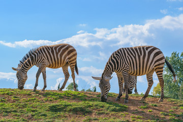 Fototapeta na wymiar Grant’ s Zebras (Equus quagga bοehmi)